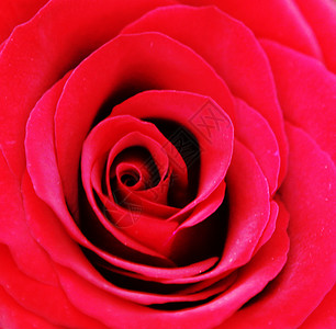 玫瑰是GenusRosa的伍迪百年花生植物家庭罗莎西或花的熊图片