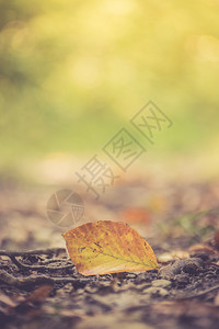 倒在地板上的多彩叶子秋天时间图片
