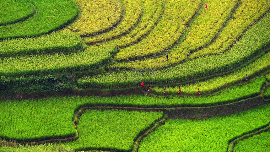 农民人们在稻田梯上行走的人MuCangChai农村或地区YenBai亚洲越南山区谷的绿田自然景观背图片