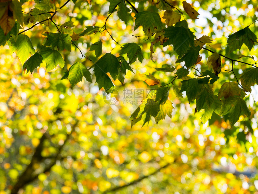 树上绿色和黄的多彩绿秋叶图片