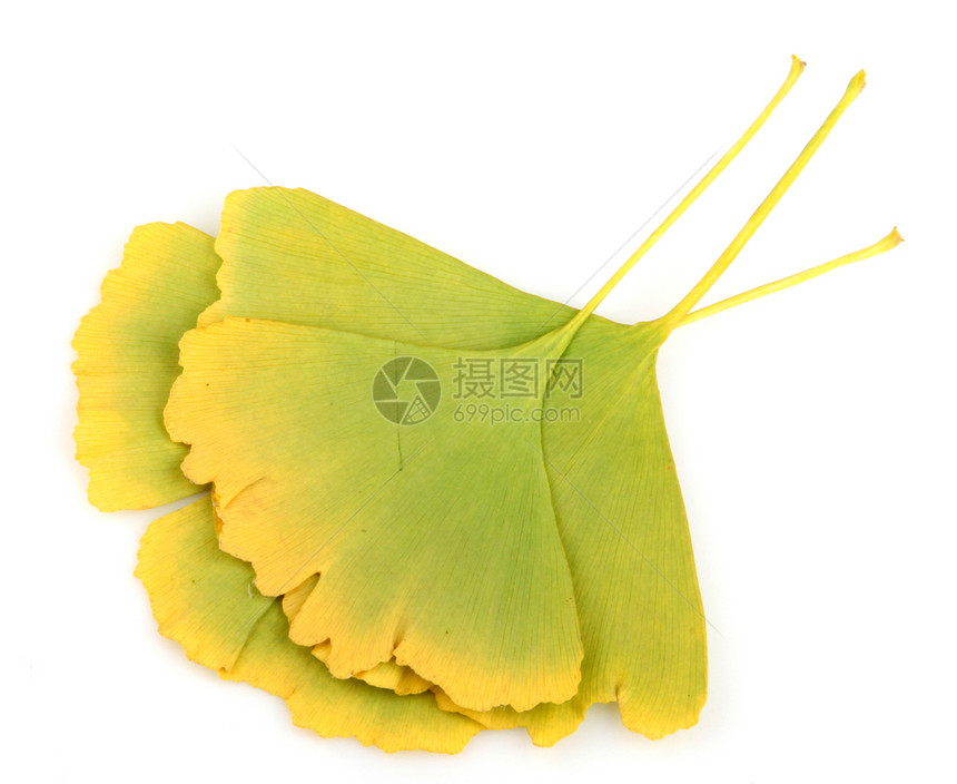 GinkgoBiloba白背景上的休假图片