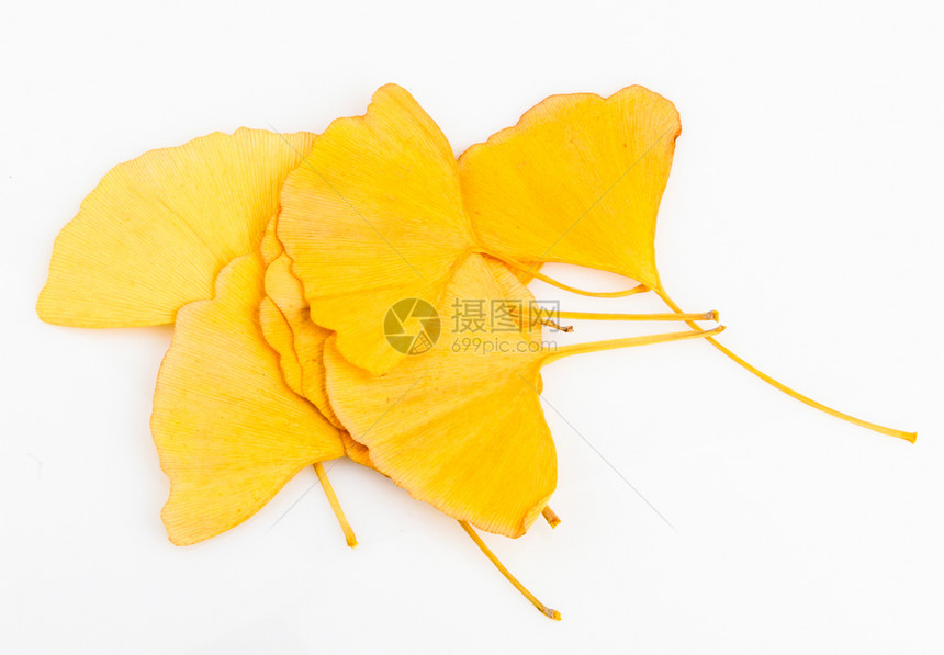 GinkgoBiloba白背景上的休假图片