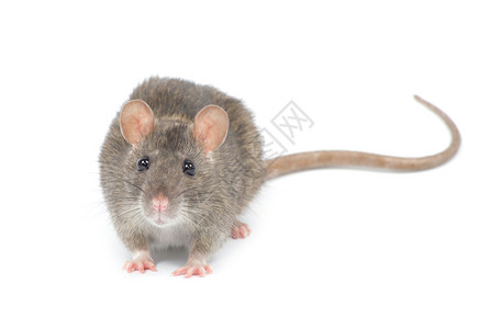 白色背景上孤立的老鼠背景图片
