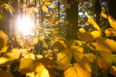 阳光明媚的日落秋叶图片