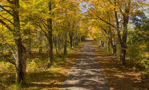 道路和秋色的树叶图片