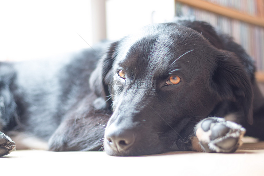 可爱的黑狗躺在地板上放松图片