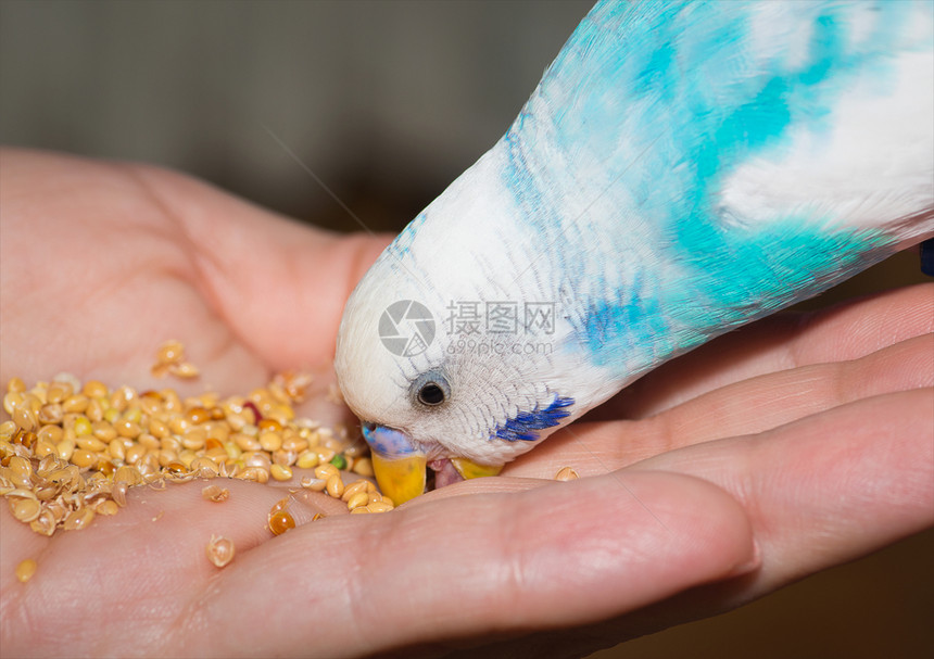 坐在手掌上的Budgie图片