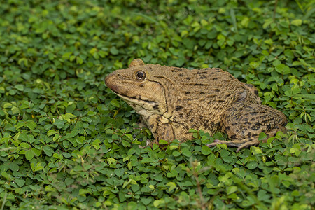食用青蛙东亚公牛青Hoplobatrachuspubulosus在草地上的照片背景图片