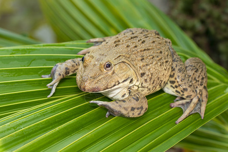 树叶遮雨青蛙食用青蛙东亚公牛青Hoplobatrachusrubulosus在绿叶上的照片背景