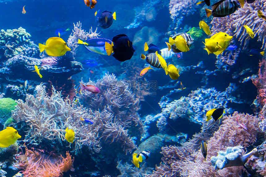 具有丰富多彩鱼类和海洋生物的珊瑚礁景观图片