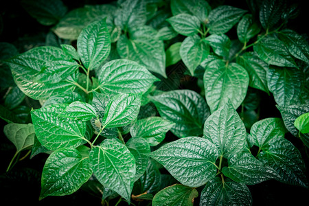 有花和植物的雨林绿叶图片