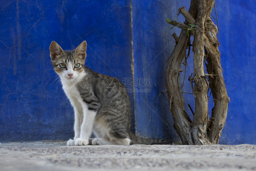 一只警惕的卡利科猫肖像看着人们经过图片