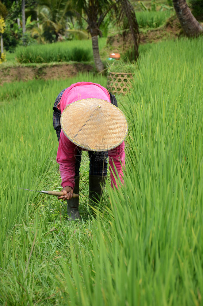 在印度尼西亚巴厘美丽的Jatiluwih水稻田工作图片