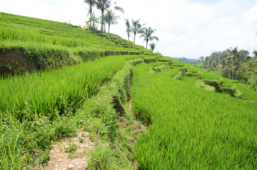 印度尼西亚巴厘的Jatiluwih水稻梯田和种植园图片