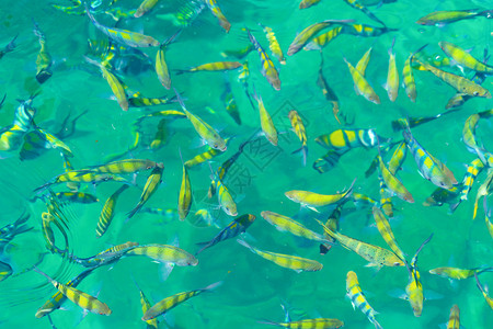 许多亨比玛雅海滩附近有许多黄色彩的鱼夏季在普吉岛的马雅海滩度假旅行中有蓝色的绿宝石海水泰国安达曼海背景