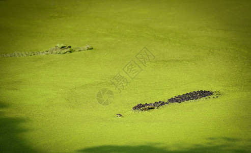 鳄鱼漂浮在水河中等待猎物农场中大型淡水鳄鱼图片