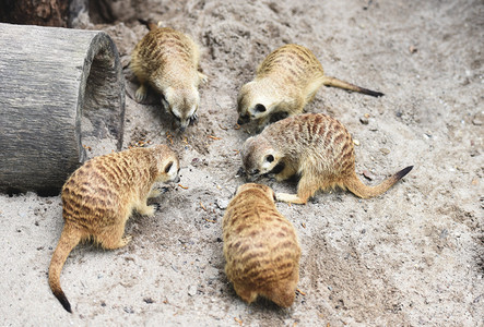 沙漠的哨兵一群在沙地上吃东西的沼泽虫背景图片