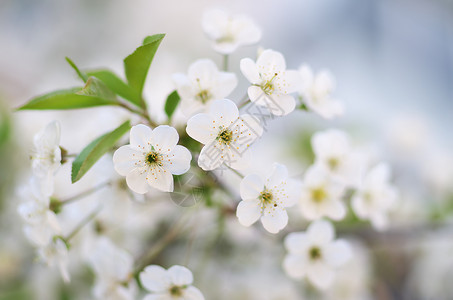 春树花自然成分背景图片