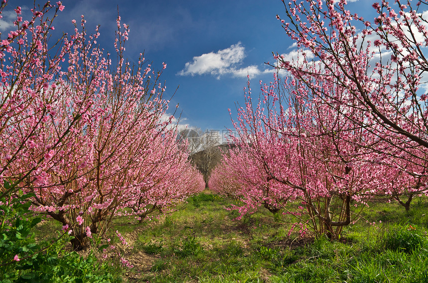 开花的春天园树上的朵大自然构成图片