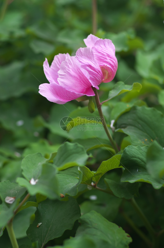 皮尼肖像紫花朵和大自然图片