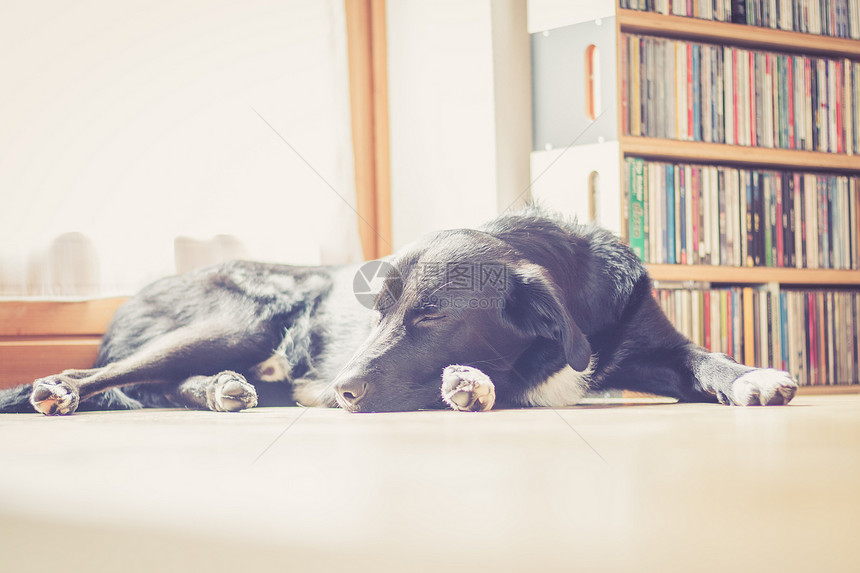 可爱的黑狗躺在地板上放松图片