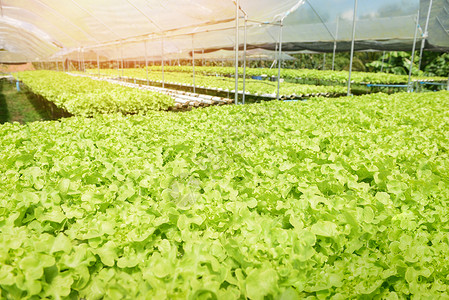 在没有土壤农业的水上种植栽养物户外有机用于健康食品绿屋蔬菜水栽系统图片