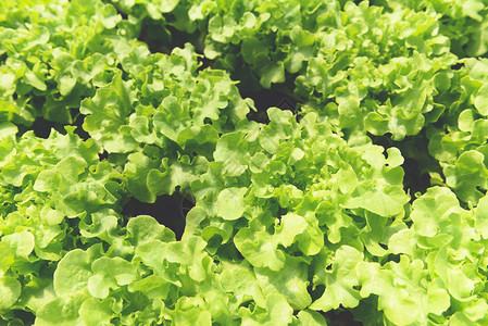 蔬菜水栽系统种植花园水养农场沙拉植物的年轻和新鲜绿色橡树沙拉在温室有机健康食品中没有土壤农业的水上种植背景图片