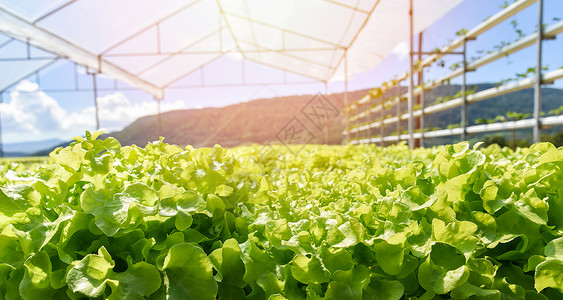 在没有土壤农业的水上种植栽养物户外有机用于健康食品绿屋蔬菜水栽系统图片