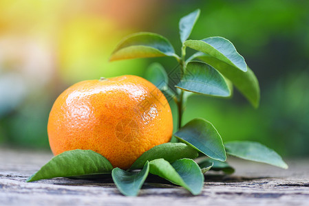 绿色花园背景健康水果新鲜橙子图片