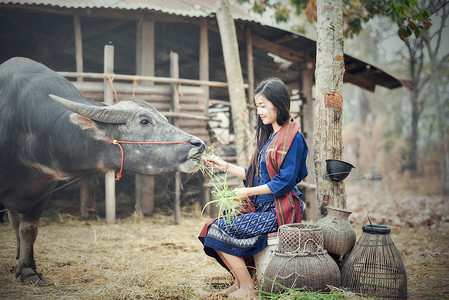 亚洲农村业用新鲜草种喂牛的美丽女农民图片