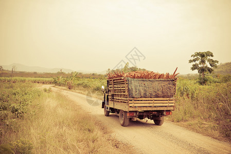 在农耕田村的卡车上收获木薯高清图片