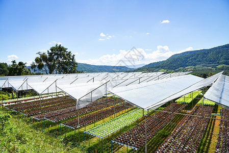 在山区温室有机物中在没土壤农业的水上种植花园养物背景图片