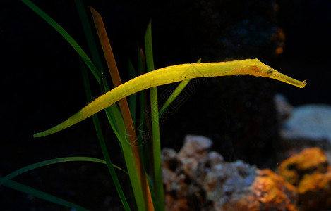 在水下游泳的黄色和绿鳄鱼管在家庭海马中游高清图片