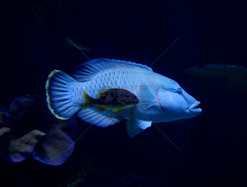 鱼拿破仑游海洋水下生物Cheilinusundulatus图片