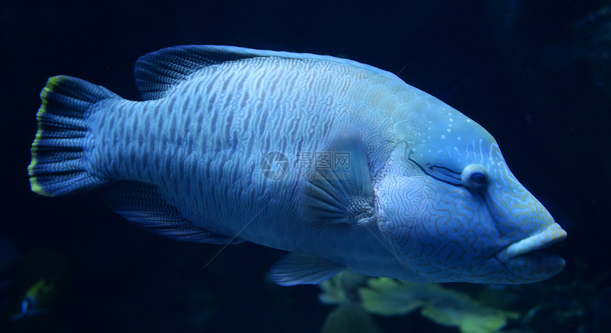鱼拿破仑游海洋水下生物Cheilinusundulatus图片