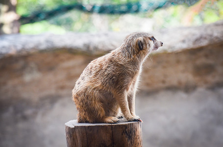 Meerkat树桩木的松样貌背景图片