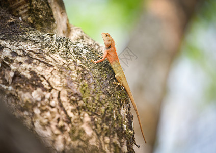 树上的花园蜥蜴树上的普通棕色蜥蜴是爬野生动物东方花园蜥蜴红颈图片