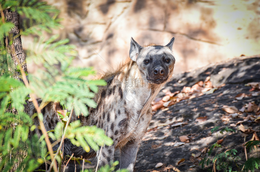 南部非洲公园的Hyena斑点土狼Crocutacrocutacuta图片