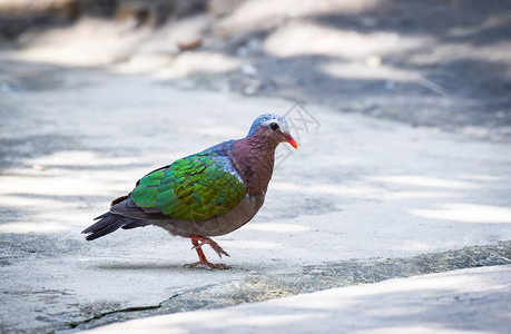 普通的亚洲绿宝石鸟鸽在地板上行走的绿翼高清图片