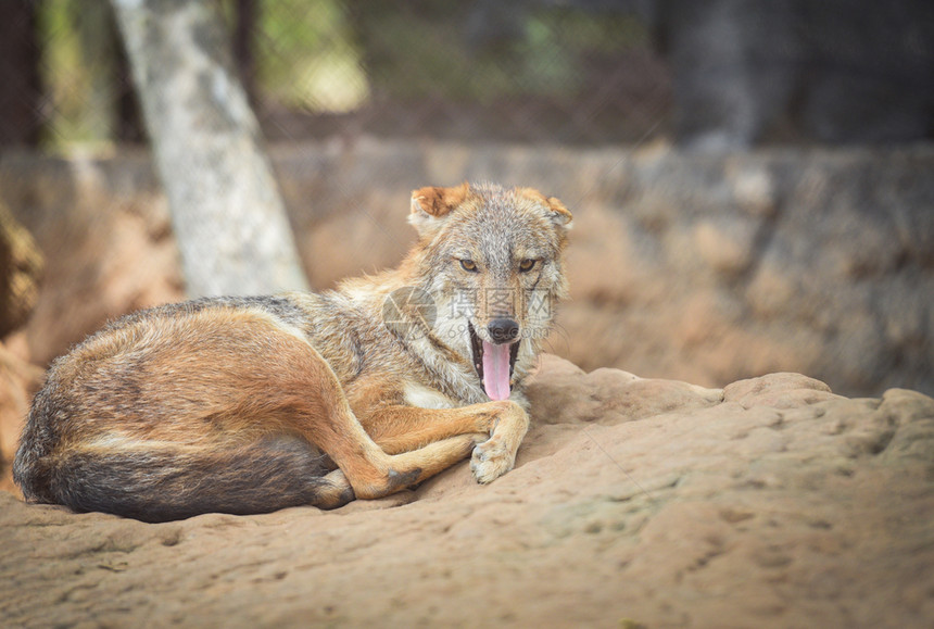 刺出舌动物闭紧眼睛黑背在岩石上的野狼躺在岩石上金雀图片