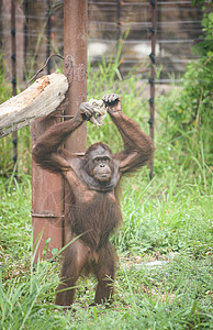 奥兰古塔人站在动物园里图片