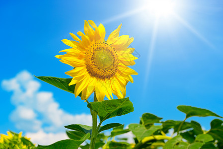 向日葵花对着蓝天和太阳空闲的文字间背景图片