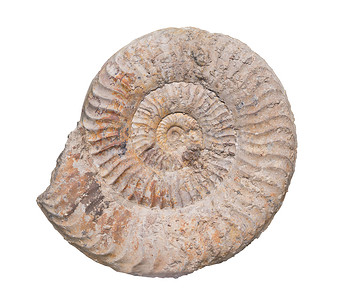 化石鹦鹉螺FossilAmmonite用剪路径分离背景背景