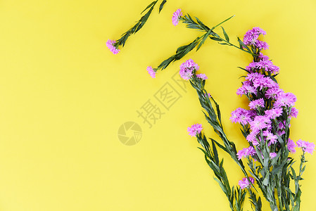 黄色背景的玛格丽特花朵紫色装饰图片
