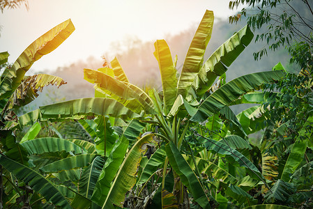 在香蕉田种植的树绿林天然热带植物背景图片