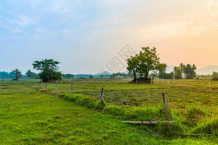农村景色田和日出草地种植树木农业图片