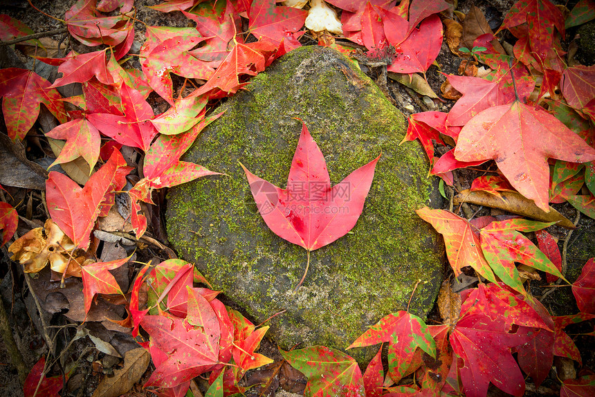 在颜色变化的秋林中在岩石上留下红色的图片