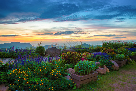 园艺多彩的植物和花朵之路清晨的日出美丽云朵戏剧天空和山地背景图片