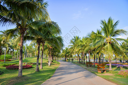 利雅得棕榈园和露花在公通道上棕榈树种植蓝天空背景