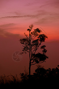 月光树日落或山上红天空背景图片